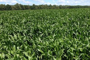A field of corn in Ukraine