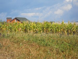 Corn field in Vinnitsa, Ukraine